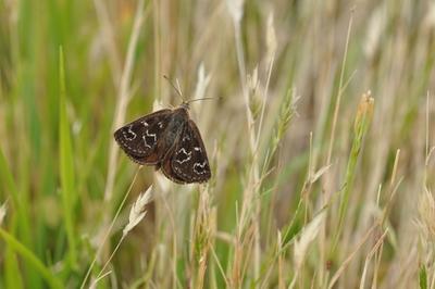 Golden Sun Moth (critically endangered)