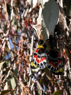 Imperial White Butterfly breeding on mistletoe